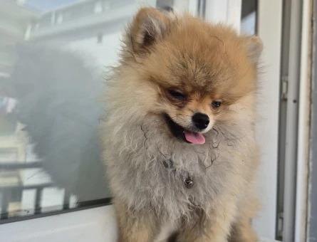 Pomerian boo - 9375