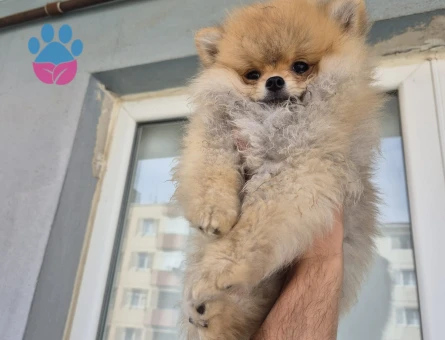 Pomerian boo - 9375 - Görsel 3
