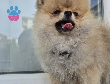 Pomerian boo - 9375 - Görsel 4