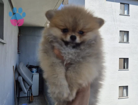Pomerian boo - 9375 - Görsel 5