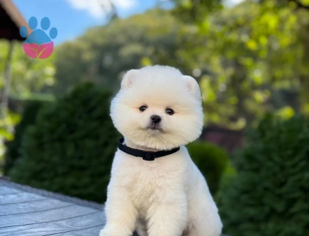 Pomeranian Boo Hazır Yavrular - 9377