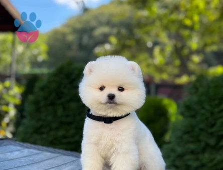 Pomeranian Boo Hazır Yavrular - 9377 - Görsel 3