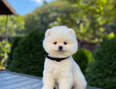 Boo Surat 2 Aylık Pomeranian Boo Yavrular - 9378