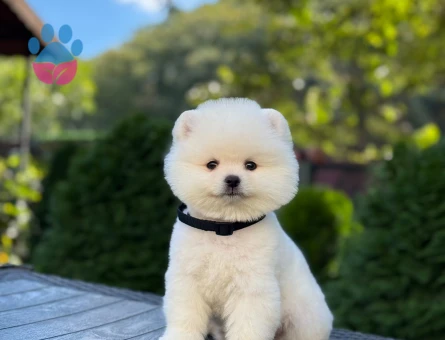 Boo Surat 2 Aylık Pomeranian Boo Yavrular - 9378 - Görsel 3