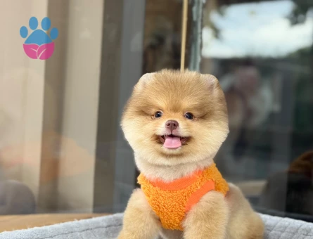 Nadir Bulunan Renk Pomeranian Boo 2 Aylık - 9379