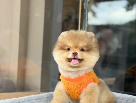 Nadir Bulunan Renk Pomeranian Boo 2 Aylık - 9379