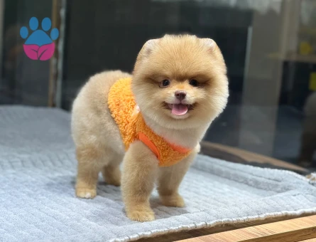 Çocuk Dostu Pomeranian Boo Yavrularımız - 9380