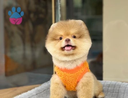 Çocuk Dostu Pomeranian Boo Yavrularımız - 9380 - Görsel 3