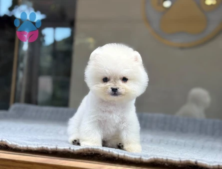 Harika Teddy Beyaz Pomeranian Boo Yavrular - 9381