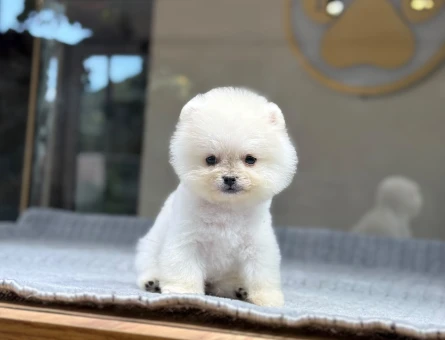 Harika Teddy Beyaz Pomeranian Boo Yavrular - 9381