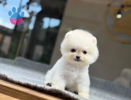 Harika Teddy Beyaz Pomeranian Boo Yavrular - 9381 - Görsel 3