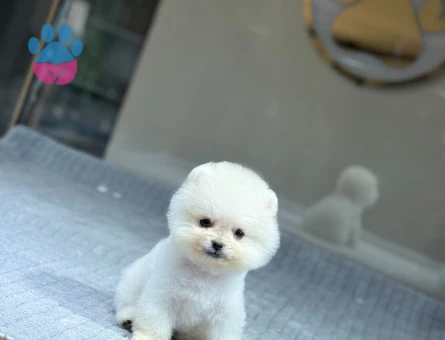 Kar Beyazı Pomeranian Boo Yavrularımız - 9383 - Görsel 3