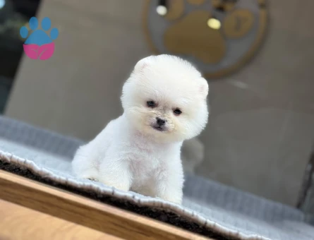 Kar Beyazı Pomeranian Boo Yavrularımız - 9383