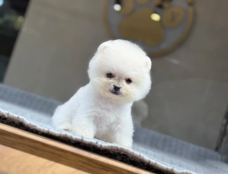 Kar Beyazı Pomeranian Boo Yavrularımız - 9383