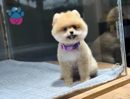Sevimlilik Abidesi Pomeranian Boo Bebekler - 9384