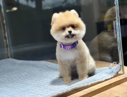 Sevimlilik Abidesi Pomeranian Boo Bebekler - 9384