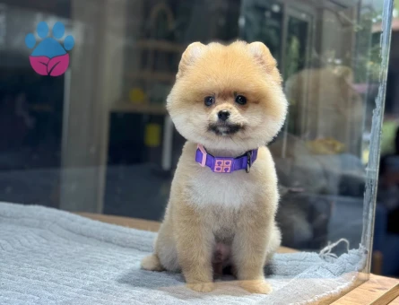 Sevimlilik Abidesi Pomeranian Boo Bebekler - 9384 - Görsel 3