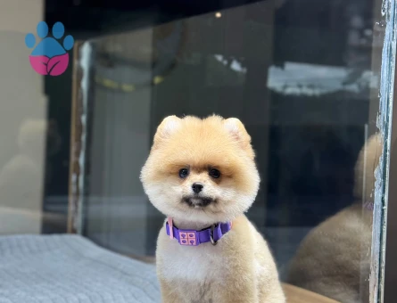 2 Aylık Dünya Harikası Pomeranian Boo Yavrularımız - 9385 - Görsel 3