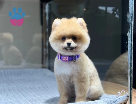 2 Aylık Dünya Harikası Pomeranian Boo Yavrularımız - 9385