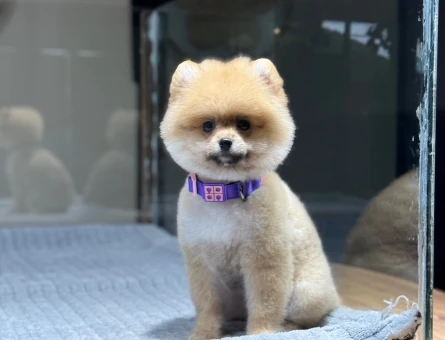 2 Aylık Dünya Harikası Pomeranian Boo Yavrularımız - 9385