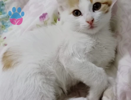 1.5 aylık erkek kedi - 9389
