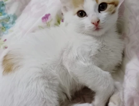 1.5 aylık erkek kedi - 9389