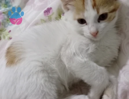1.5 aylık erkek kedi - 9389 - Görsel 3