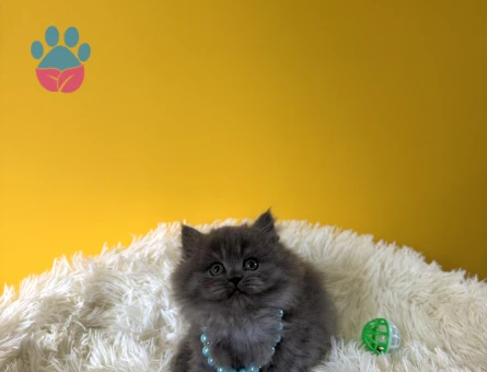 Safkan British Longhair Gri Yavrumuz - 9390 - Görsel 2