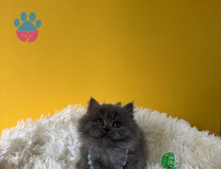 Safkan British Longhair Gri Yavrumuz - 9390 - Görsel 3