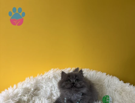 Safkan British Longhair Gri Yavrumuz - 9390 - Görsel 4