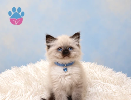 Şahane Nadir Renk British Longhair Çikolata Point - 9392 - Görsel 2