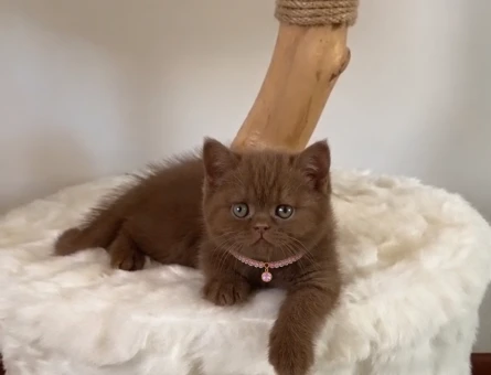 Tarçın Rengi Güzellik: British Shorthair Cinnamon Dişi Yavru - 9395