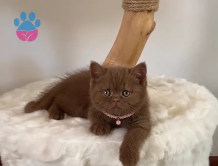 Tarçın Rengi Güzellik: British Shorthair Cinnamon Dişi Yavru - 9395 - Görsel 3
