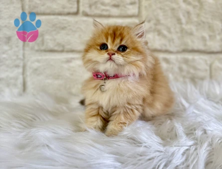 Altın Sarısı Pofuduk British Longhair Golden Ny11 Dişi