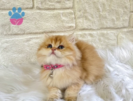 Altın Sarısı Pofuduk British Longhair Golden Ny11 Dişi