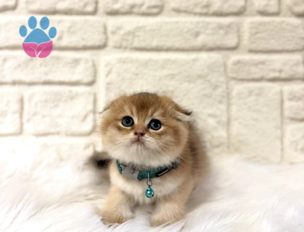 Topaç Kafa Yakışıklı Scottish Fold Golden Ny11 Erkek