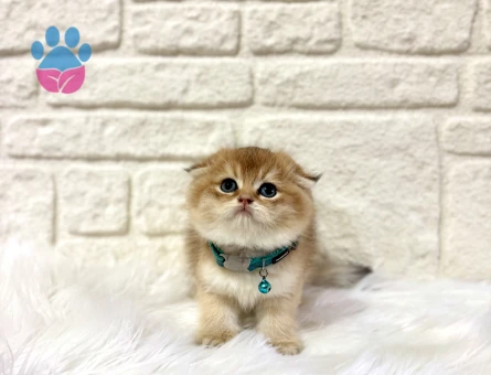 Topaç Kafa Yakışıklı Scottish Fold Golden Ny11 Erkek