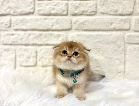 Topaç Kafa Yakışıklı Scottish Fold Golden Ny11 Erkek