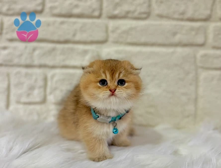 Evinizin Prensi Olmaya Hazır Scottish Fold Golden Erkek