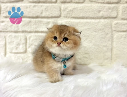 Evinizin Prensi Olmaya Hazır Scottish Fold Golden Erkek