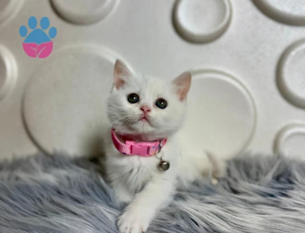 British Shorthair Dişi 2 Aylık Beyaz