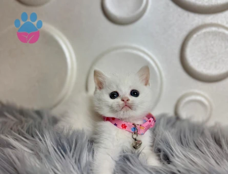 2 Aylık Bembeyaz British Shorthair Dişi