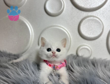 2 Aylık Bembeyaz British Shorthair Dişi
