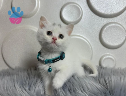 British Shorthair 2 Aylık Beyaz
