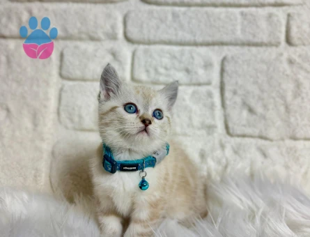 British SHorthair Lynx Point Erkek