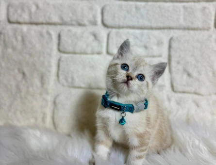 British SHorthair Lynx Point Erkek