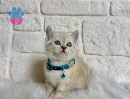British SHorthair Lynx Point Erkek