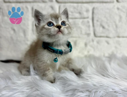 British Shorthair 2 Aylık Erkek Mavi Gözlü