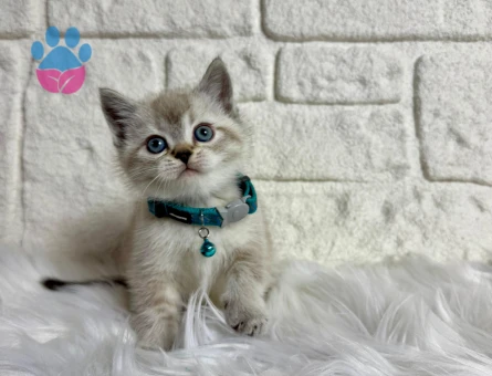 British Shorthair 2 Aylık Erkek Mavi Gözlü
