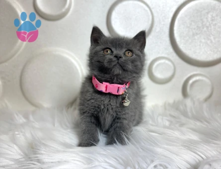 2 Aylık British SHorthair Gri Yavrumuz Yuva Arıyor